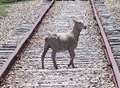 Sheep on tracks spark delays