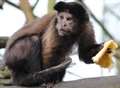VIDEO: Monkeys have a flippin' good Pancake Day