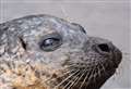 Efforts to rescue 'trapped' seal continue