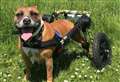 Kent business boosts dog wheelchair charity