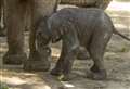 Jumbo-sized baby elephant born