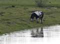 Fears for horses as three die in floods