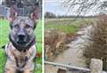Police dog tracks down man hiding in river reeds after fleeing crash scene