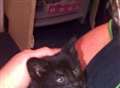 Kitten found in gutter with broken leg