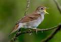 Homes plan set for rejection over concern for nightingales 