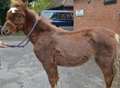 Owner banned after eight horses die in 'shocking' neglect