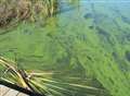 Deadly algae fear unfounded