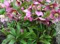 Nothing boring about hellebores