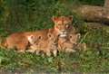 Sadness as newborn lion cub dies