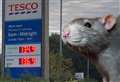 Every nibble helps...the rats keeping petrol prices down