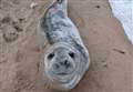 'Feisty' seal caught behind rocks rescued
