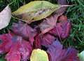 Leaf mould can be garden gold
