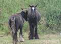 Animal charity warns of horse welfare 'crisis'