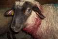 Sheep maimed in dog attacks