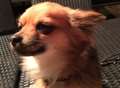 Bar owner's chihuahua fights for life after vicious attack