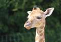 Wildlife park 'devastated' after newborn giraffe dies