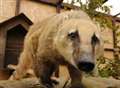 New zoo opens in Kent - in a pub garden