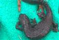 Family of protected newts found on railway line
