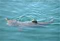 24-hour no swim warning after shark sighting 