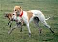 Kent Police urge look-out for hare coursing