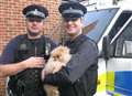 2 held after police find stolen puppy