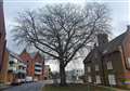 100-year-old tree at risk of felling
