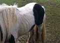 Fears for horses left without food 