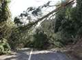 Fallen tree shuts road for seven hours