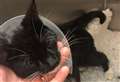 Miracle kitten survives washing machine ordeal