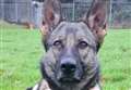 Man hunted by police dog charged with robbing woman