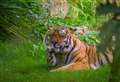 Animal park mourns tiger death 