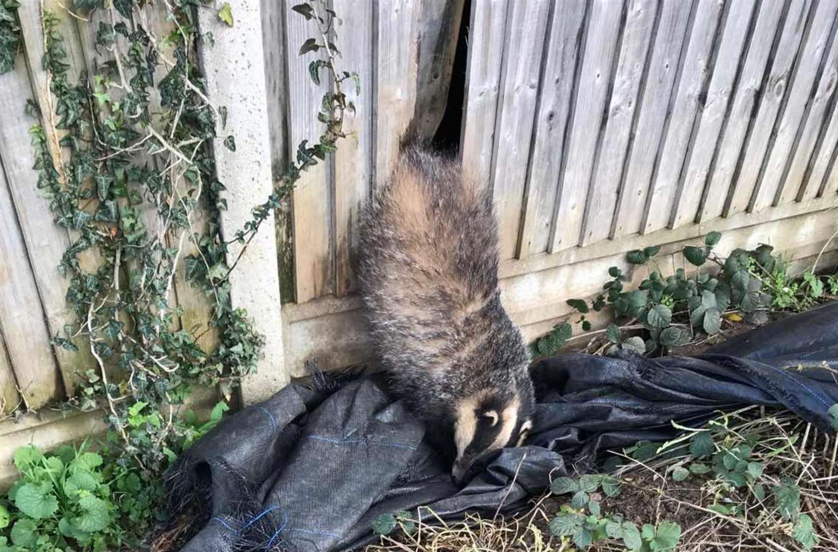 This badger had to be rescued from a fence. Picture: RSPCA