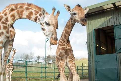 The baby with mum Luhana was born at Port Lympne last week. Picture courtesy of Port Lympne Reserve