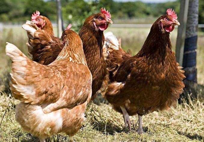 Chickens. Picture: Fridays Eggs