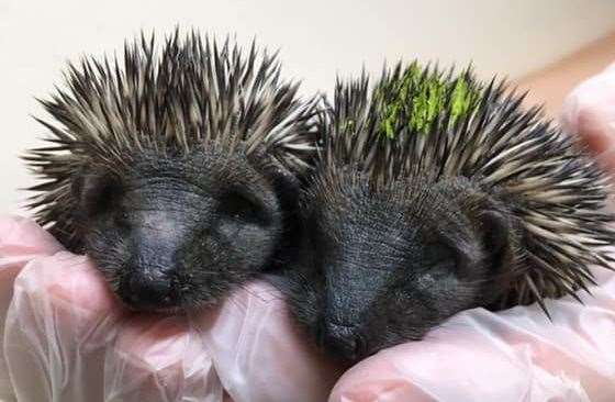Across 2020, an average of five hedgehogs per day were admitted to the RSPCA. Picture: RSPCA