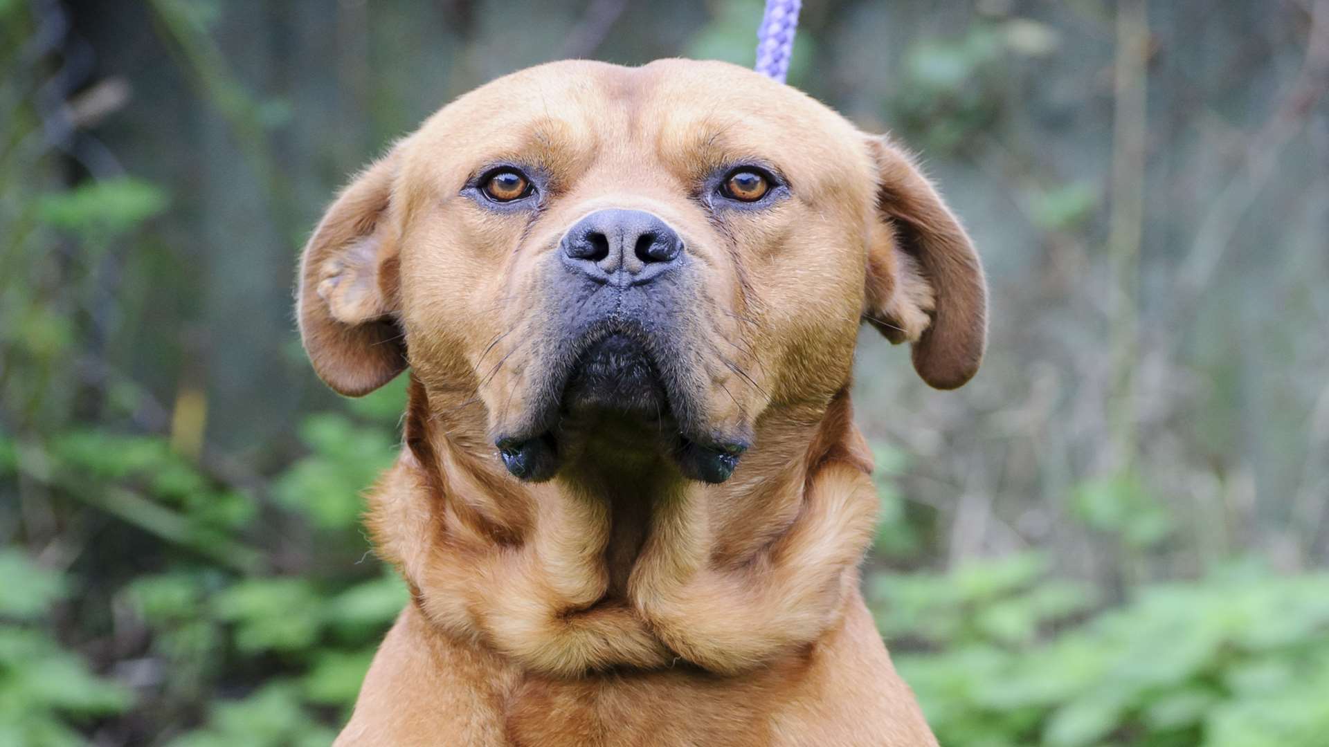 Sherbet, a male Mastiff cross, aged between 3 and 5 years.