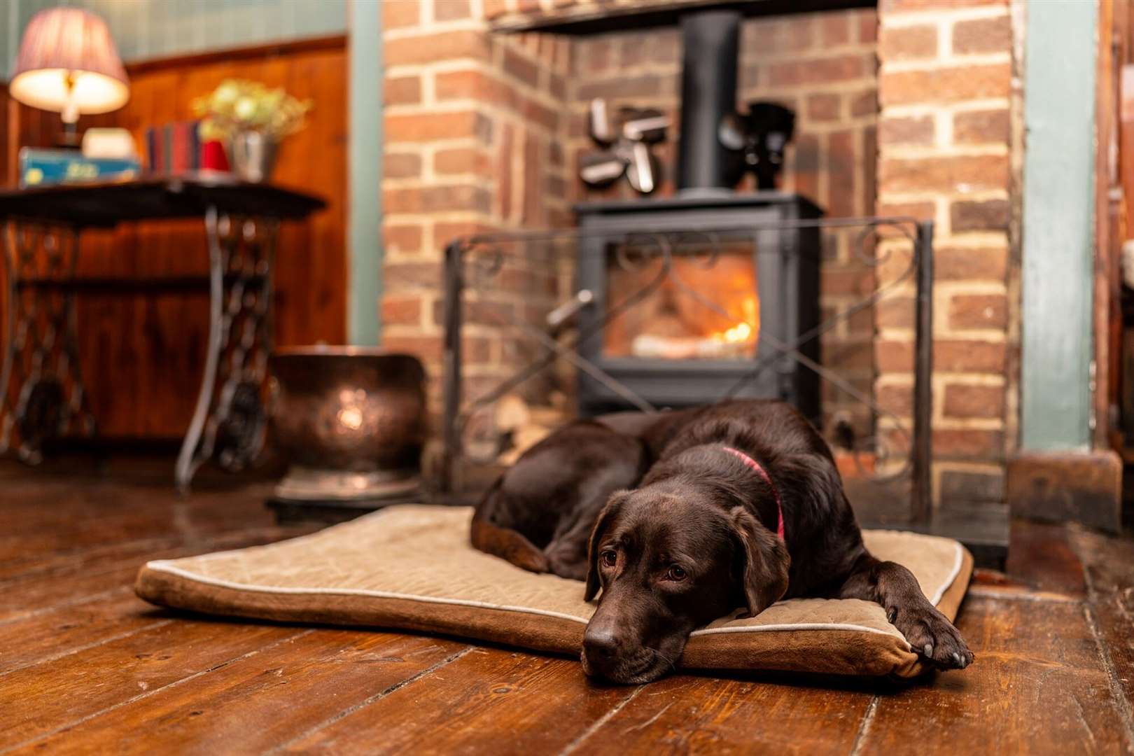 The Anchor, Faversham, will also have a resident dog - labrador Bluebell. Pic: Shepherd Neame