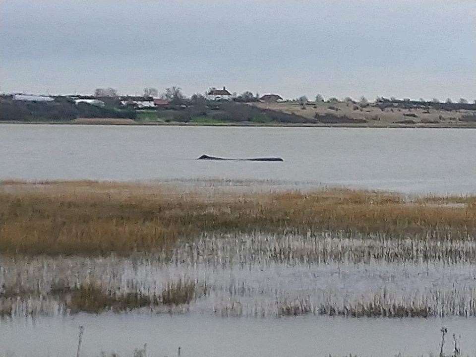 The whale in The Swale. Picture: BDMLR