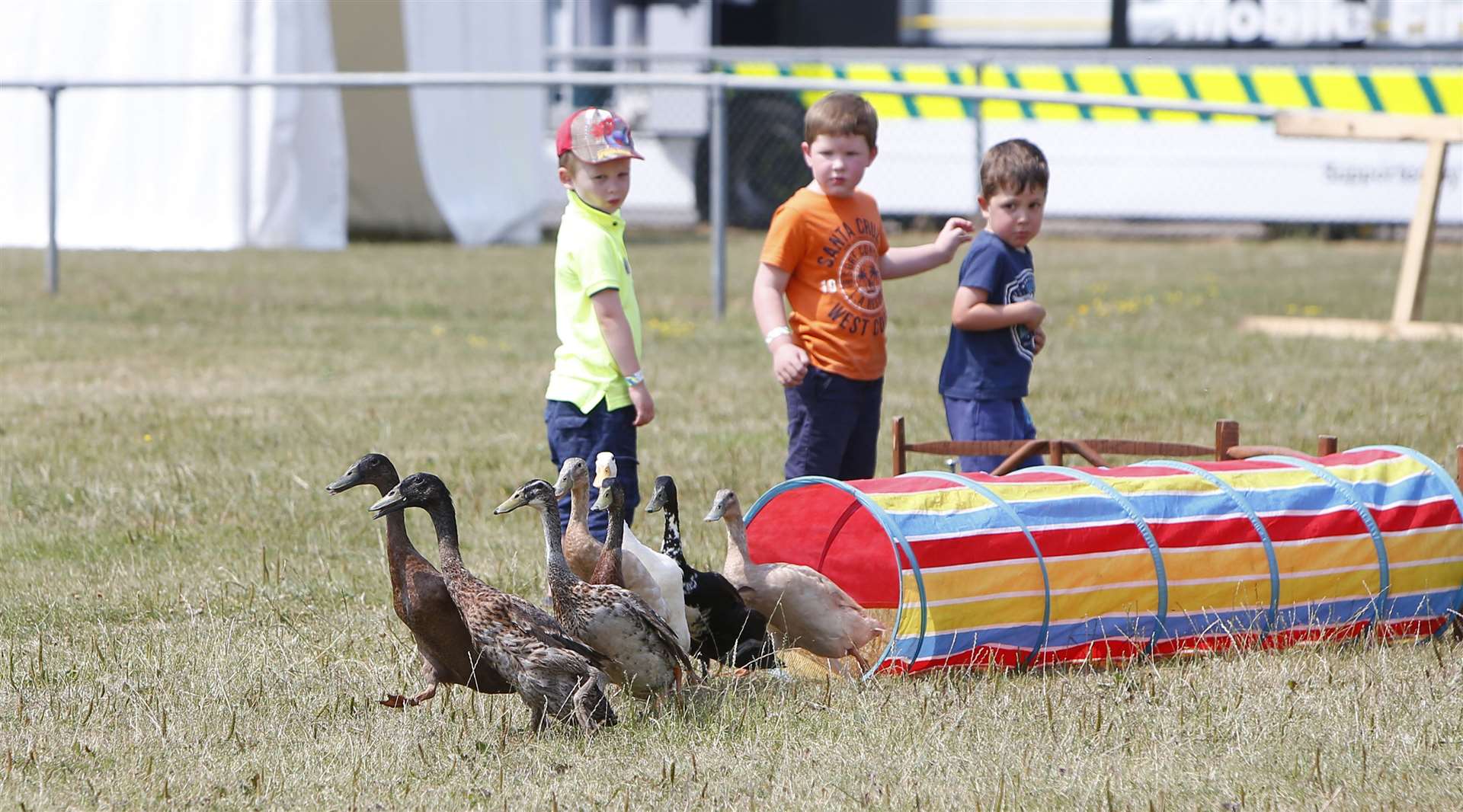 The Dog & Duck Show Picture: Andy Jones