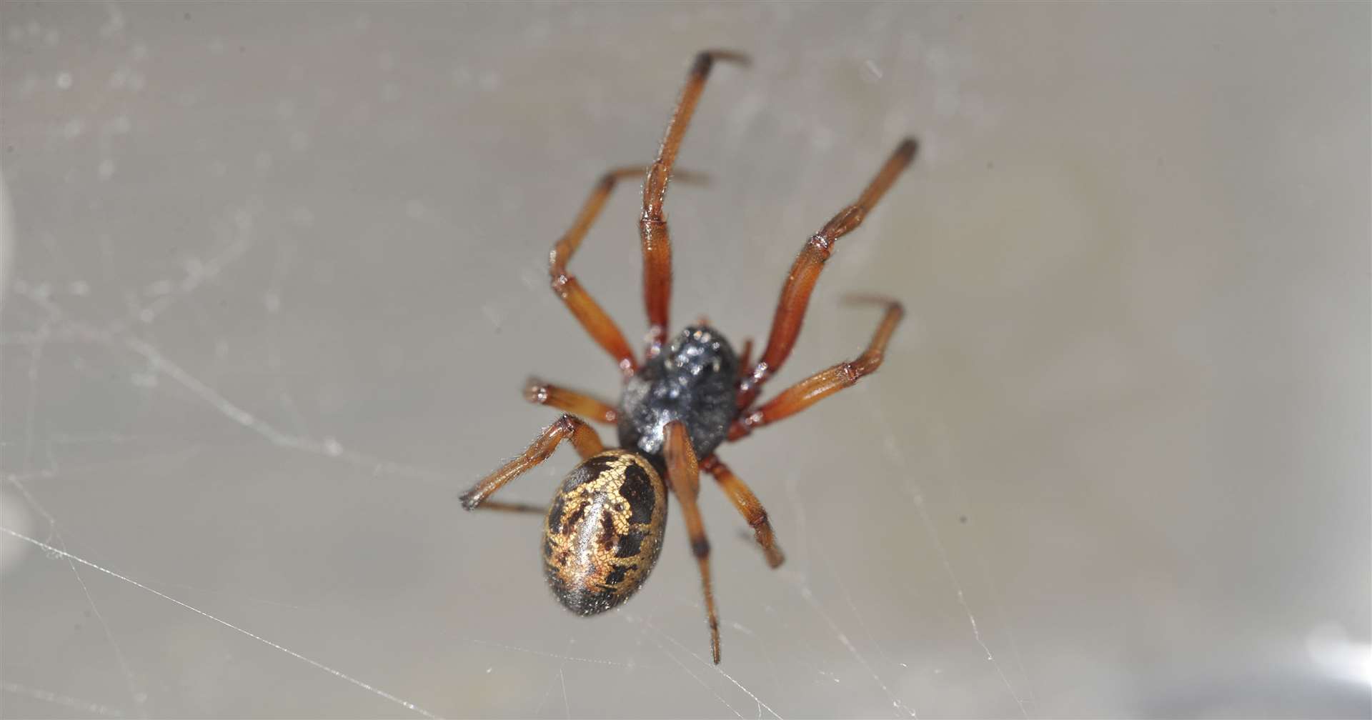 Spider mating season tends to start in September but the wet weather is thought to be sending many species indoors early