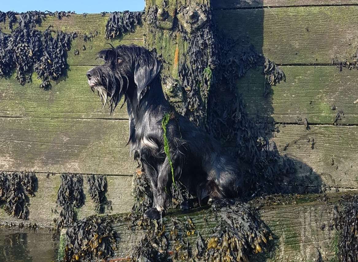 Sally Collins photographed this dog on the groynes at Whitstable
