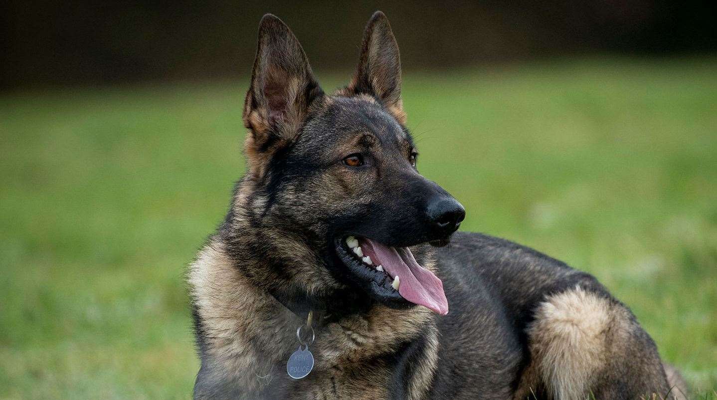 Kent Police's dog Yankee helped apprehend a suspected drink driver in Canterbury. Picture: Kent Police