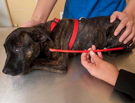 Betty the Staffordshire bull terrier is recovering after swallowing a 10.5-inch plastic arrow