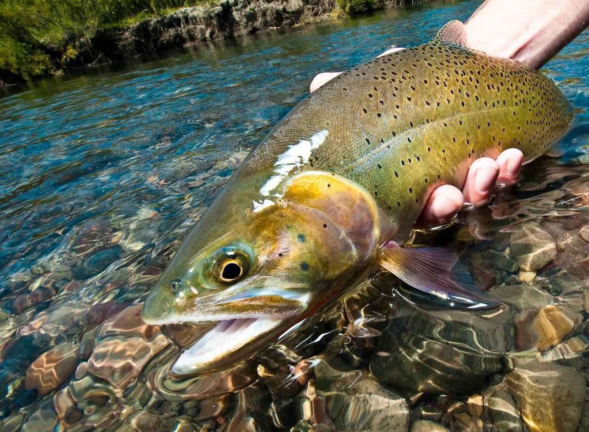 40,000 trout would be threatened by the development