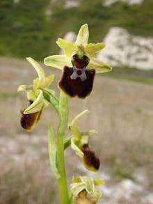 Early spider orchid at Samphire Hoe