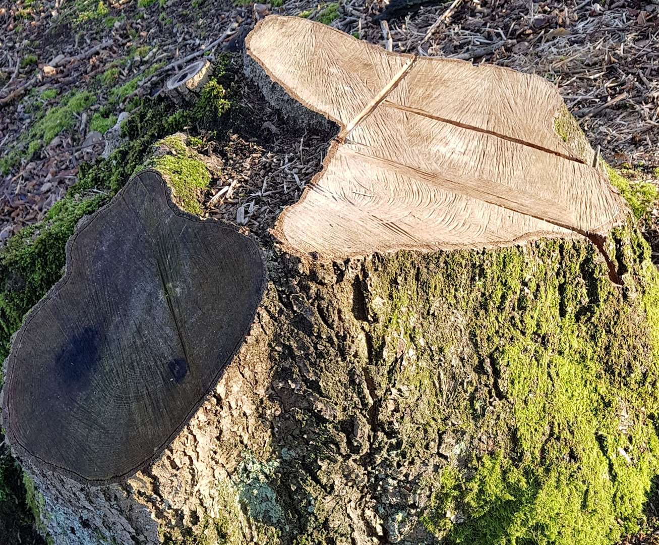 Several stumps have been left behind. Picture: Meg Lawrence