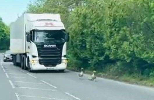 The adorable moment was captured on video along Leybourne Way in Larkfield. Picture: Mick Foy