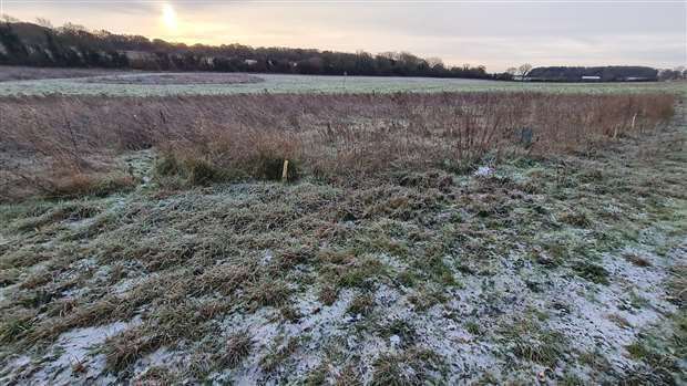 John Horton has planted more than 100,000 trees