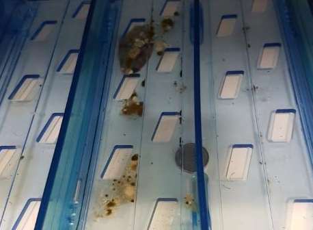 Mould was discovered in a fridge at Tesco