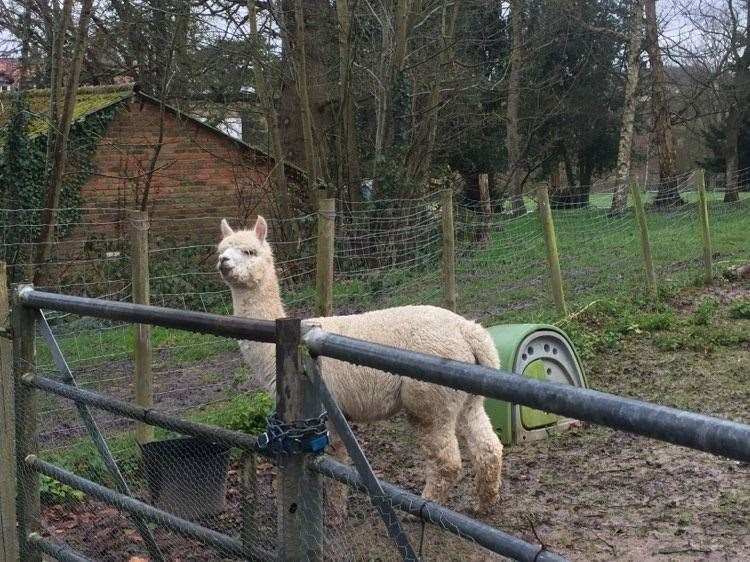 Alpacas and other animals also live on the site